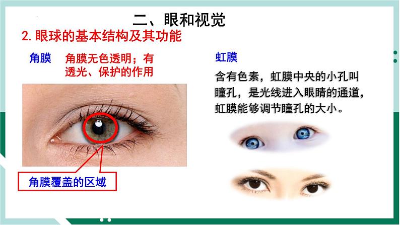 4.6.1 人体对外界环境的感知（精编课件+练习）精编七年级生物下册同步备课系列（人教版）06