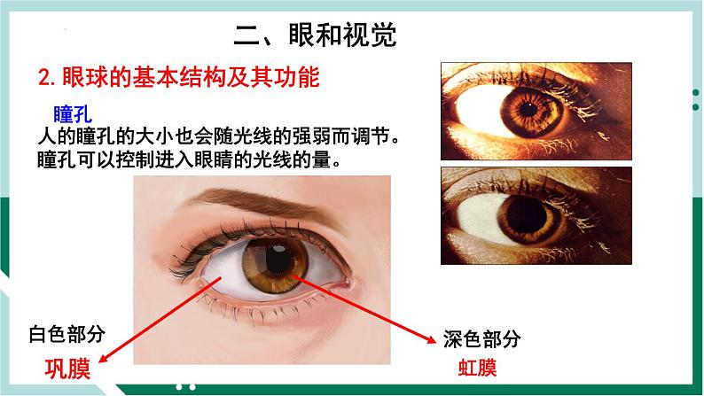 4.6.1 人体对外界环境的感知（精编课件+练习）精编七年级生物下册同步备课系列（人教版）07