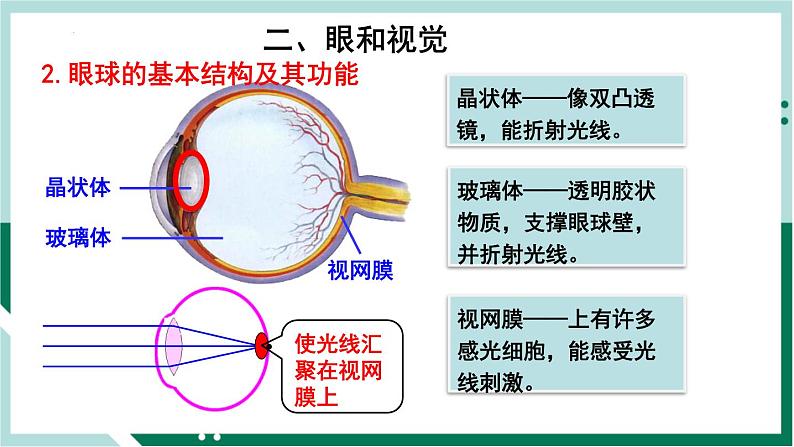 4.6.1 人体对外界环境的感知（精编课件+练习）精编七年级生物下册同步备课系列（人教版）08