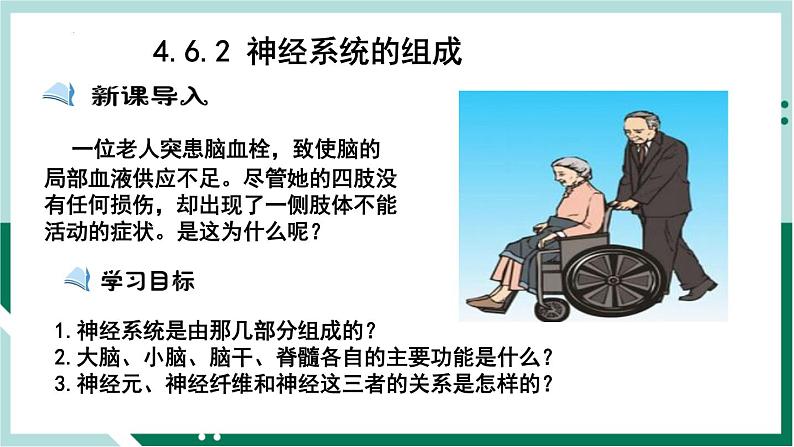 4.6.2 神经系统的组成（精编课件+练习）精编七年级生物下册同步备课系列（人教版）01