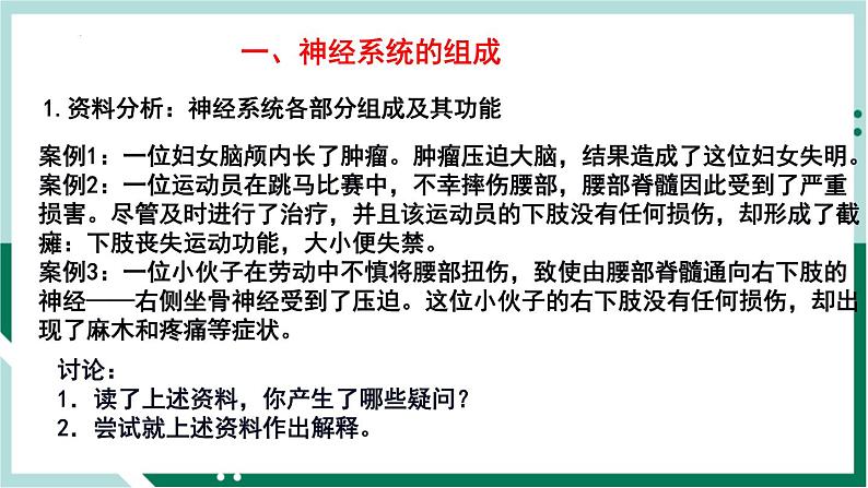 4.6.2 神经系统的组成（精编课件+练习）精编七年级生物下册同步备课系列（人教版）02