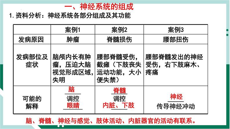 4.6.2 神经系统的组成（精编课件+练习）精编七年级生物下册同步备课系列（人教版）03