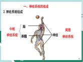 4.6.2 神经系统的组成（精编课件+练习）精编七年级生物下册同步备课系列（人教版）