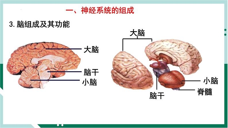 4.6.2 神经系统的组成（精编课件+练习）精编七年级生物下册同步备课系列（人教版）05