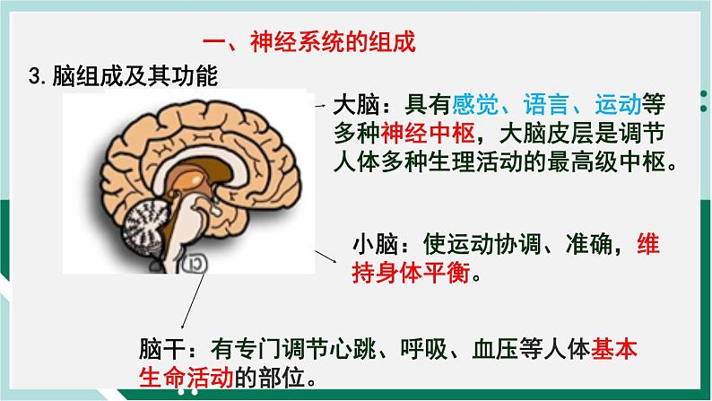 4.6.2 神经系统的组成（精编课件+练习）精编七年级生物下册同步备课系列（人教版）06