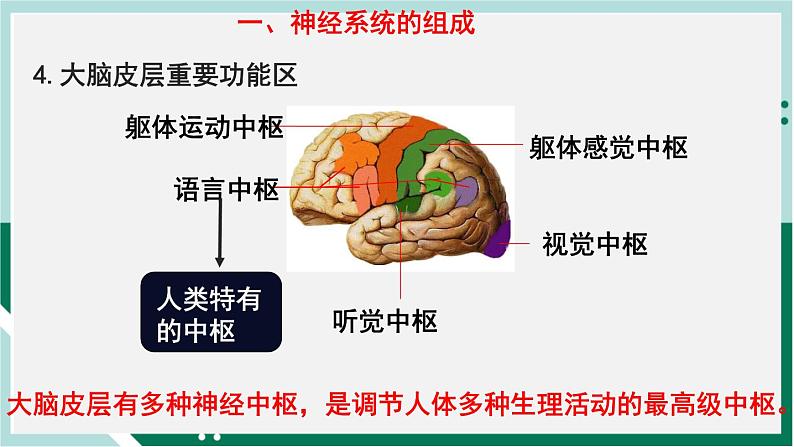 4.6.2 神经系统的组成（精编课件+练习）精编七年级生物下册同步备课系列（人教版）07