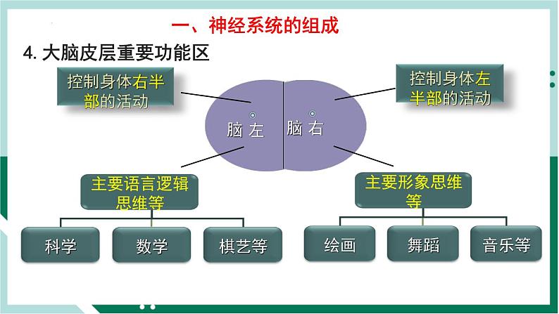 4.6.2 神经系统的组成（精编课件+练习）精编七年级生物下册同步备课系列（人教版）08