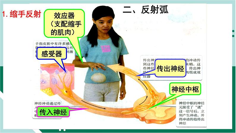 4.6.3 神经调节的基本方式（精编课件+练习）精编七年级生物下册同步备课系列（人教版）06