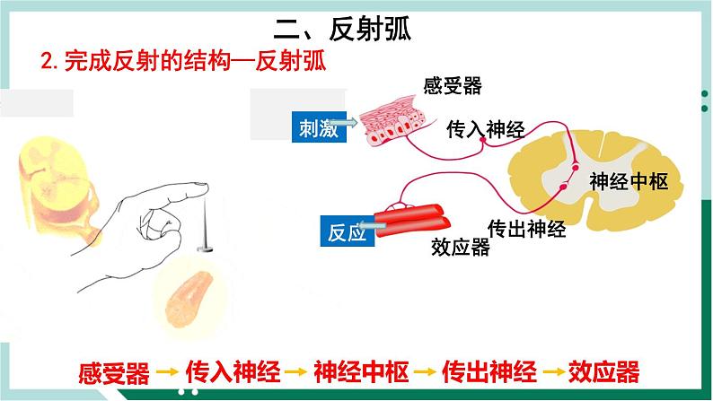 4.6.3 神经调节的基本方式（精编课件+练习）精编七年级生物下册同步备课系列（人教版）07