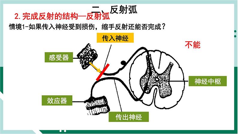 4.6.3 神经调节的基本方式（精编课件+练习）精编七年级生物下册同步备课系列（人教版）08