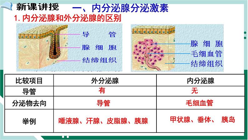 4.6.4 激素调节（备课件）精编七年级生物下册同步备课系列（人教版）第2页