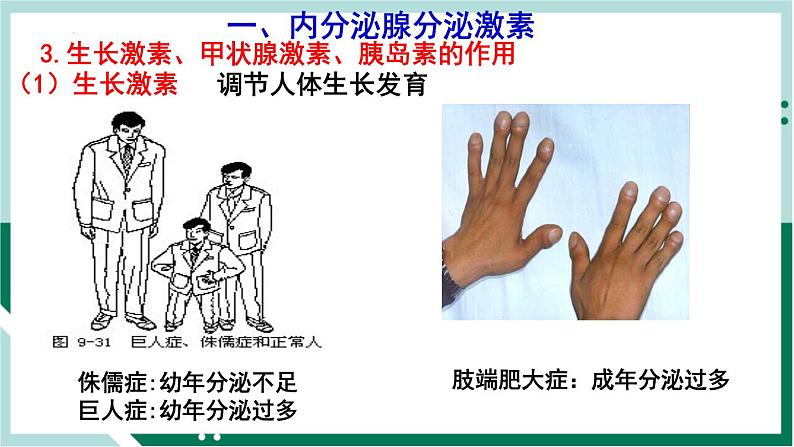 4.6.4 激素调节（备课件）精编七年级生物下册同步备课系列（人教版）第7页