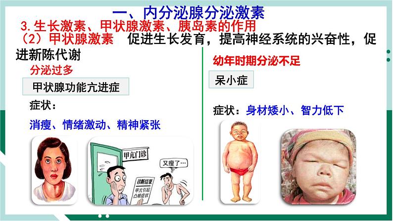 4.6.4 激素调节（备课件）精编七年级生物下册同步备课系列（人教版）第8页