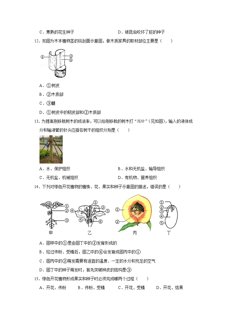 2022年春鲁科版（五四制）六下生物 第2章被子植物的一生 单元测试2（原卷版）第3页