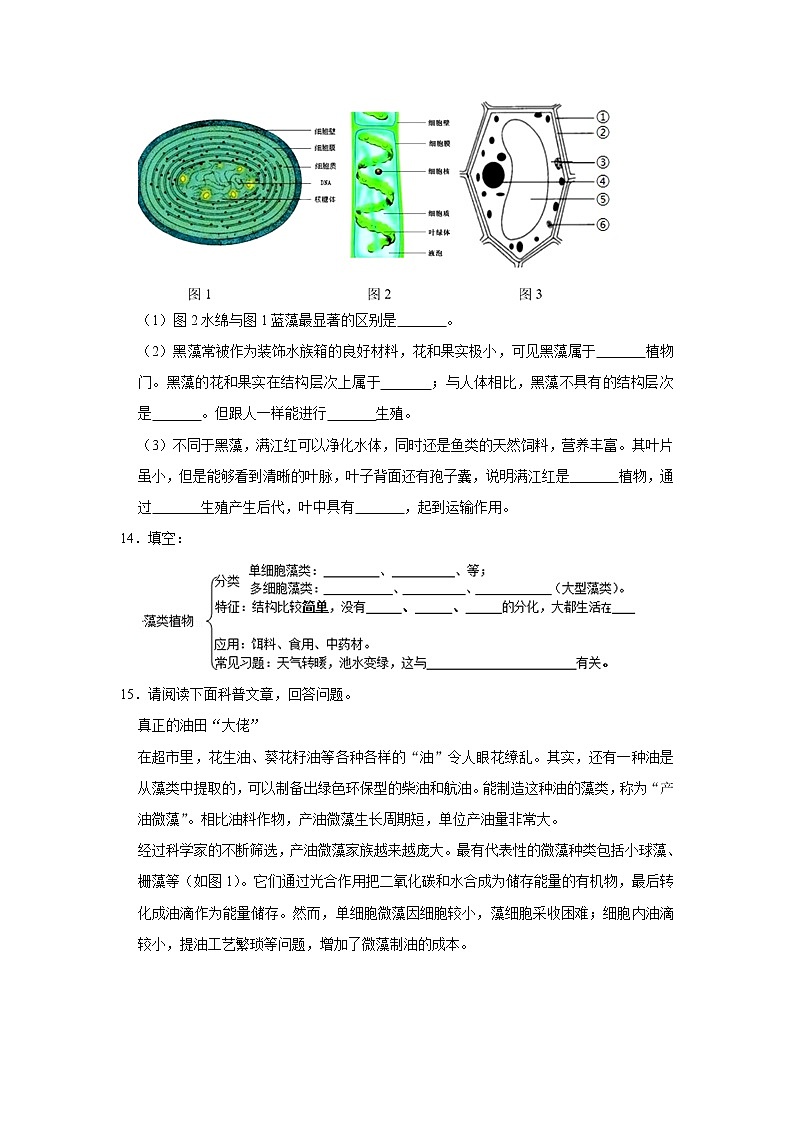 2023年春鲁科版（五四制）六年级下册生物 1.1藻类植物 同步卷103