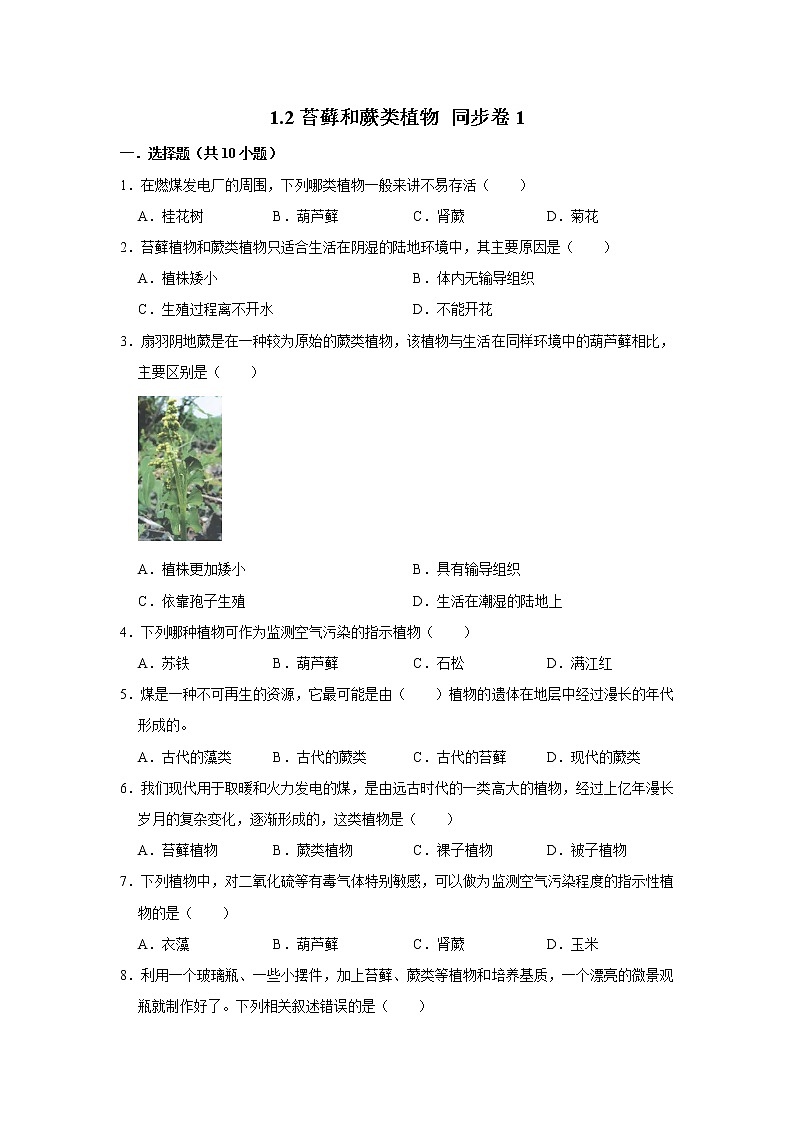 2023年春鲁科版（五四制）六年级下册生物 1.2苔藓和蕨类植物 同步卷1第1页