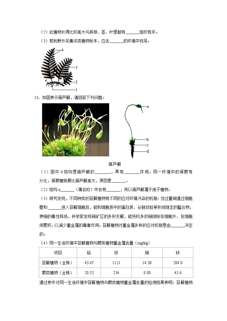 2023年春鲁科版（五四制）六年级下册生物 1.2苔藓和蕨类植物 同步卷1第3页