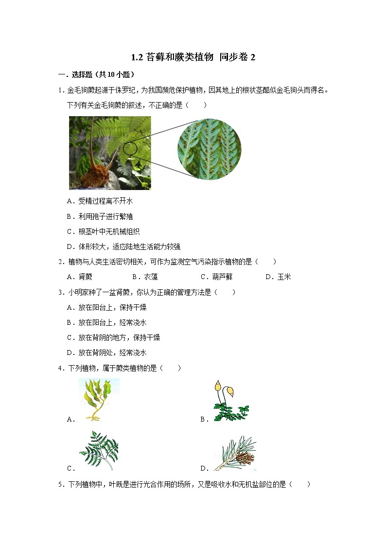 2023年春鲁科版（五四制）六年级下册生物 1.2苔藓和蕨类植物 同步卷2第1页