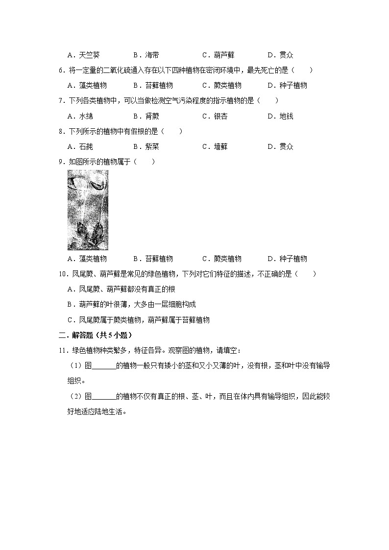 2023年春鲁科版（五四制）六年级下册生物 1.2苔藓和蕨类植物 同步卷2第2页