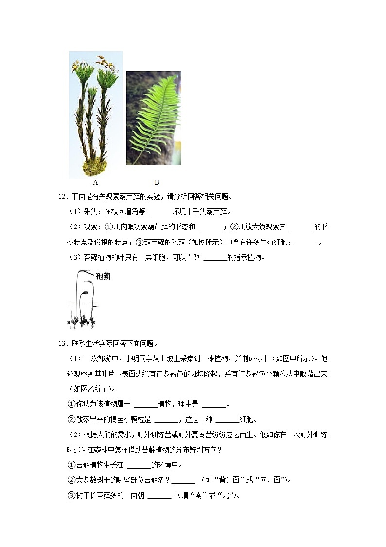 2023年春鲁科版（五四制）六年级下册生物 1.2苔藓和蕨类植物 同步卷2第3页