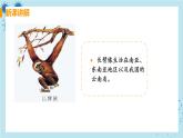 1.1《人的起源和发展》课件+教案+导学案+练习