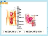 1.2《人的生殖》课件+教案+导学案+练习