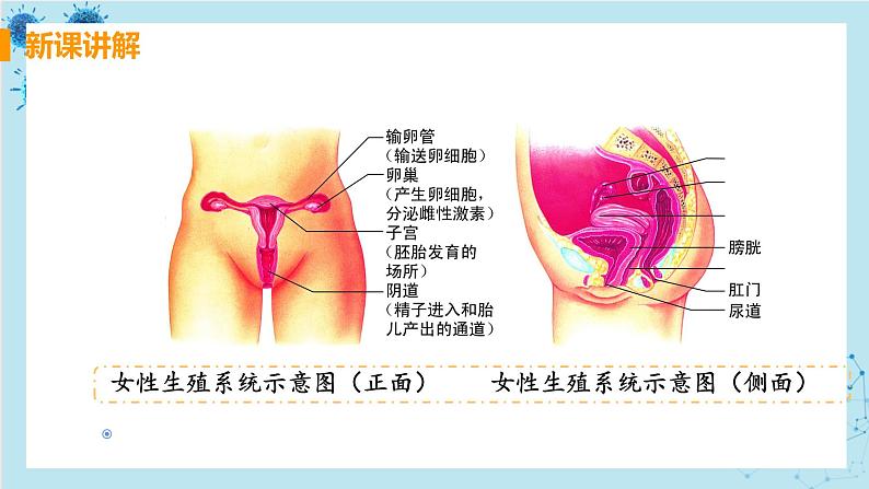 1.2《人的生殖》课件+教案+导学案+练习06