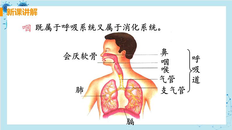 3.1《呼吸道对空气的处理》课件+教案+导学案+练习05