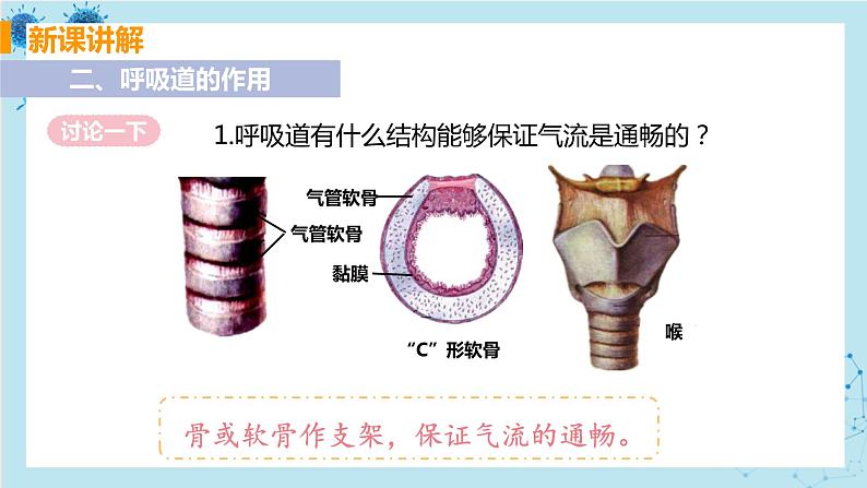 3.1《呼吸道对空气的处理》课件+教案+导学案+练习06