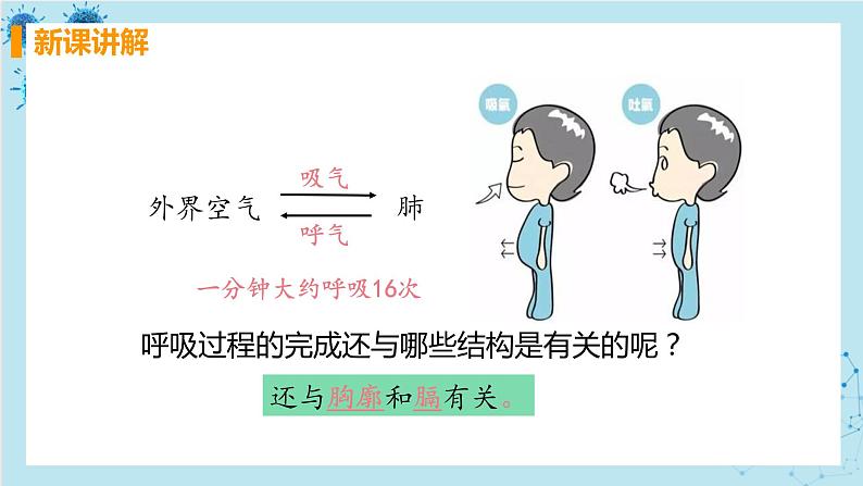 3.2《发生在肺内的气体交换》课件+教案+导学案+练习05