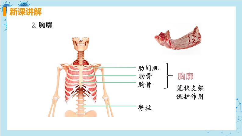 3.2《发生在肺内的气体交换》课件+教案+导学案+练习06