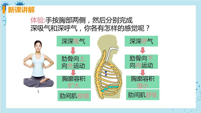 第二节  发生在肺内的气体交换第7页