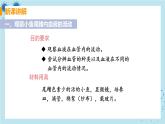 4.2《血流的管道——血管》课件+教案+导学案+练习