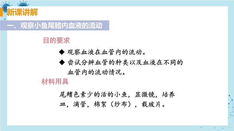 4.2《血流的管道——血管》课件+教案+导学案+练习04