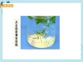 4.2《血流的管道——血管》课件+教案+导学案+练习