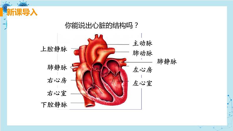 4.3《输送血液的泵——心脏》课件+教案+导学案+练习03