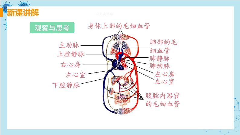 4.3《输送血液的泵——心脏》课件+教案+导学案+练习05