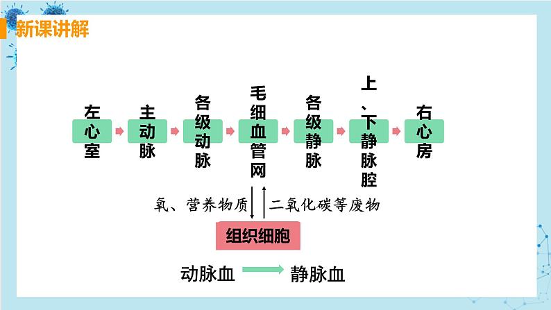4.3《输送血液的泵——心脏》课件+教案+导学案+练习07