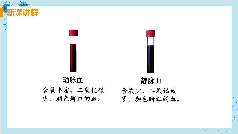 4.3《输送血液的泵——心脏》课件+教案+导学案+练习08