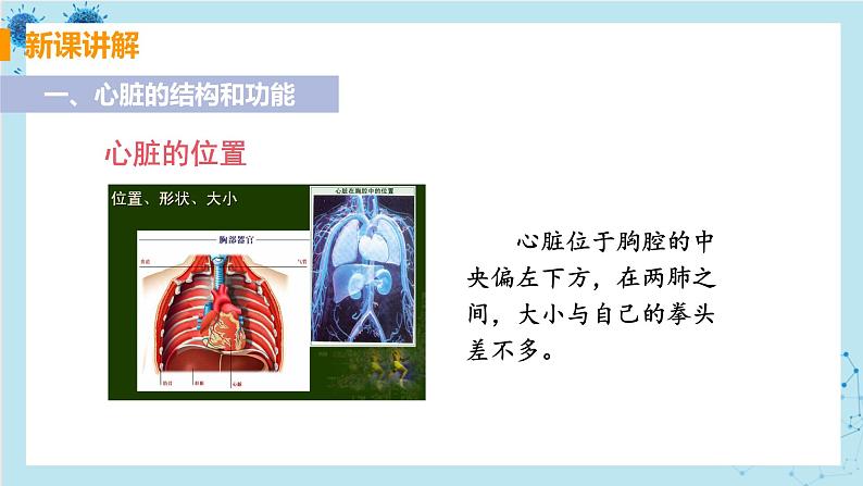 4.3《输送血液的泵——心脏》课件+教案+导学案+练习05