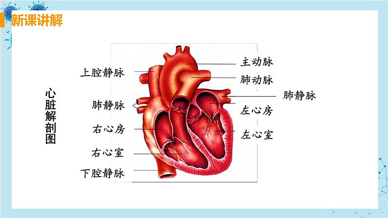 4.3《输送血液的泵——心脏》课件+教案+导学案+练习06