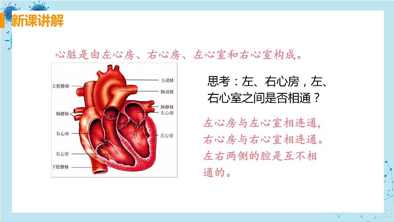 4.3《输送血液的泵——心脏》课件+教案+导学案+练习07