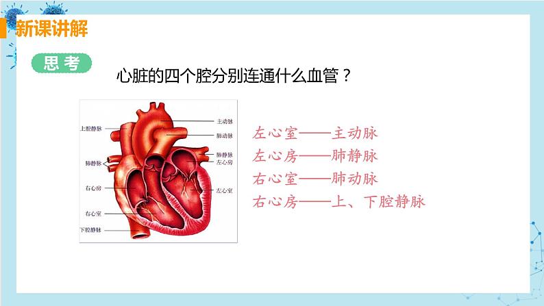 4.3《输送血液的泵——心脏》课件+教案+导学案+练习08