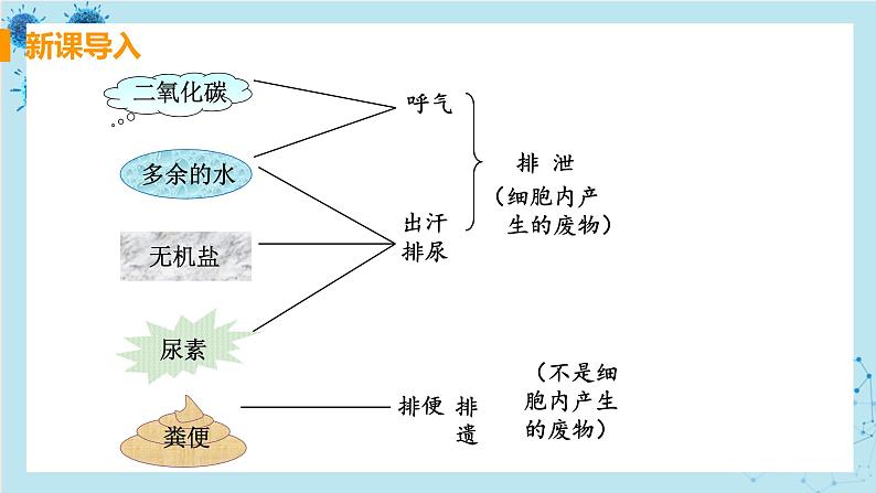 5《人体内废物的排出》课件+教案+导学案+练习04