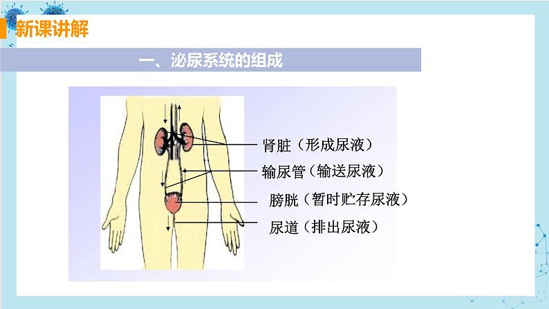 5《人体内废物的排出》课件+教案+导学案+练习06