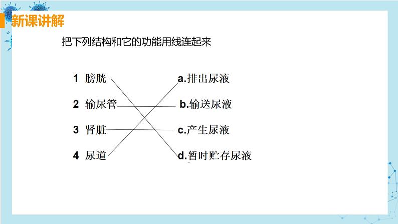 5《人体内废物的排出》课件+教案+导学案+练习07