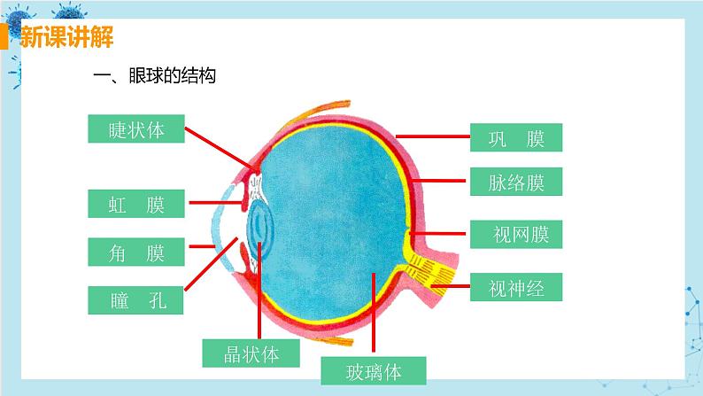 第一节  人体对外界环境的感知第8页