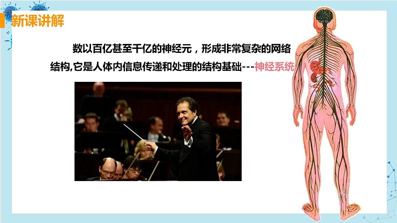 第二节  神经系统的组成第5页
