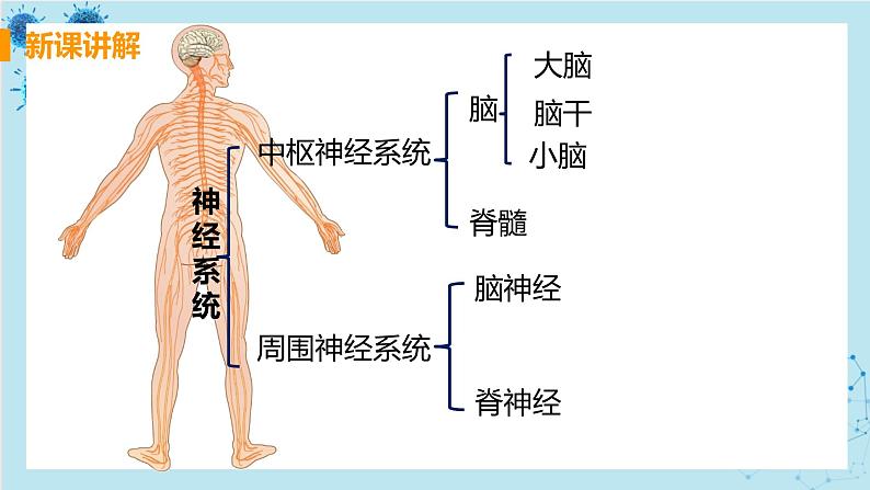 第二节  神经系统的组成第7页