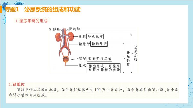 第四单元  第五章  人体内废物的排出第2页